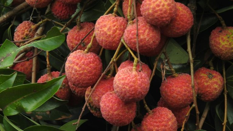 Litchi