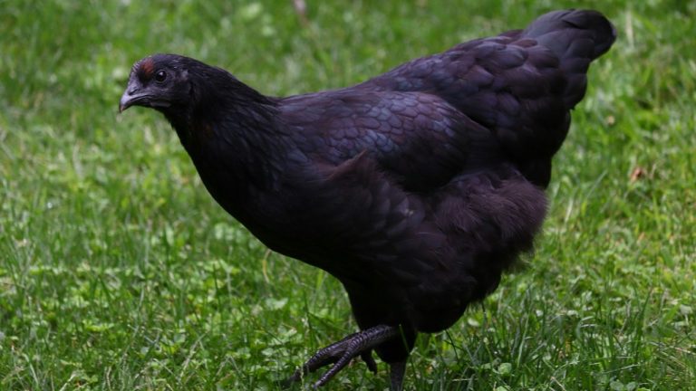Poulette noire