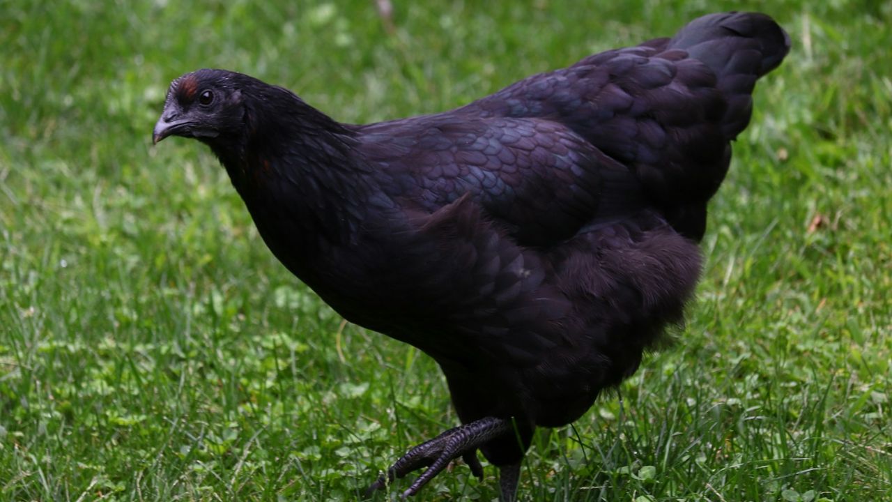 Poulette noire