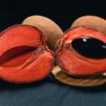Sapote