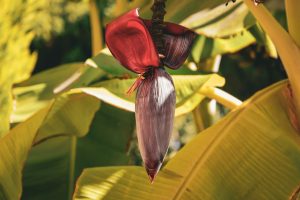 Fleurir un bananier