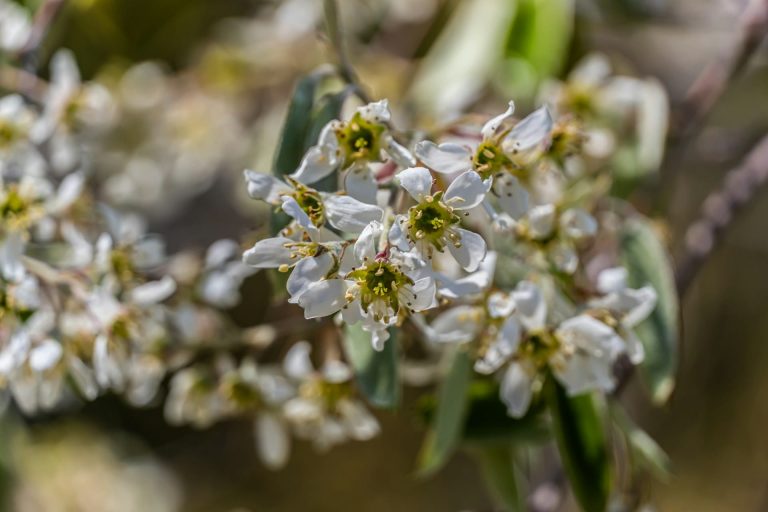Floraison des oliviers