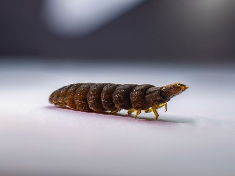 Petite larve marron