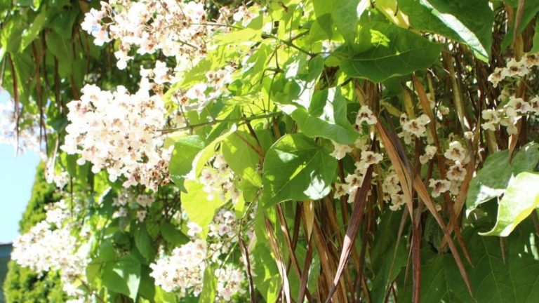 Catalpa