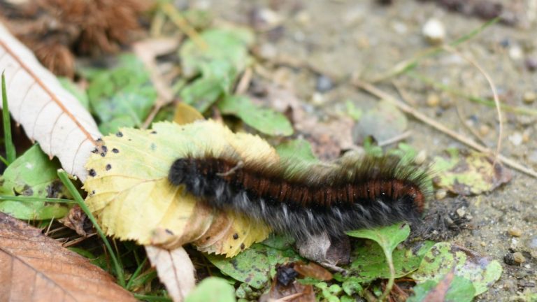 Chenille processionnaire au sol