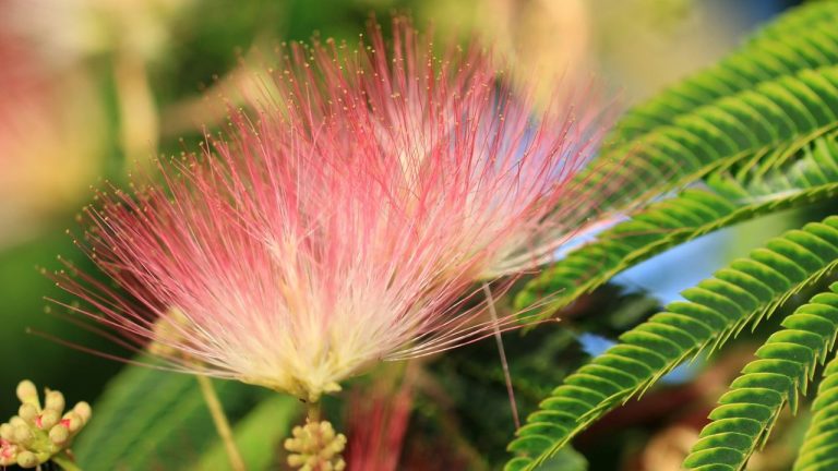 Albizia