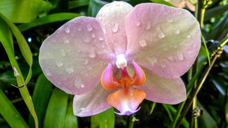 Orchidée perd-elle ses fleurs