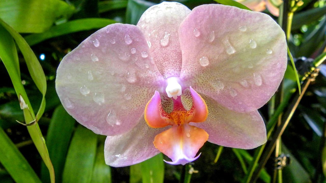 Orchidée perd-elle ses fleurs