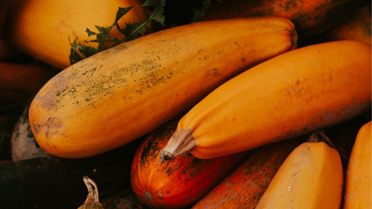 Courgettes deviennent orange