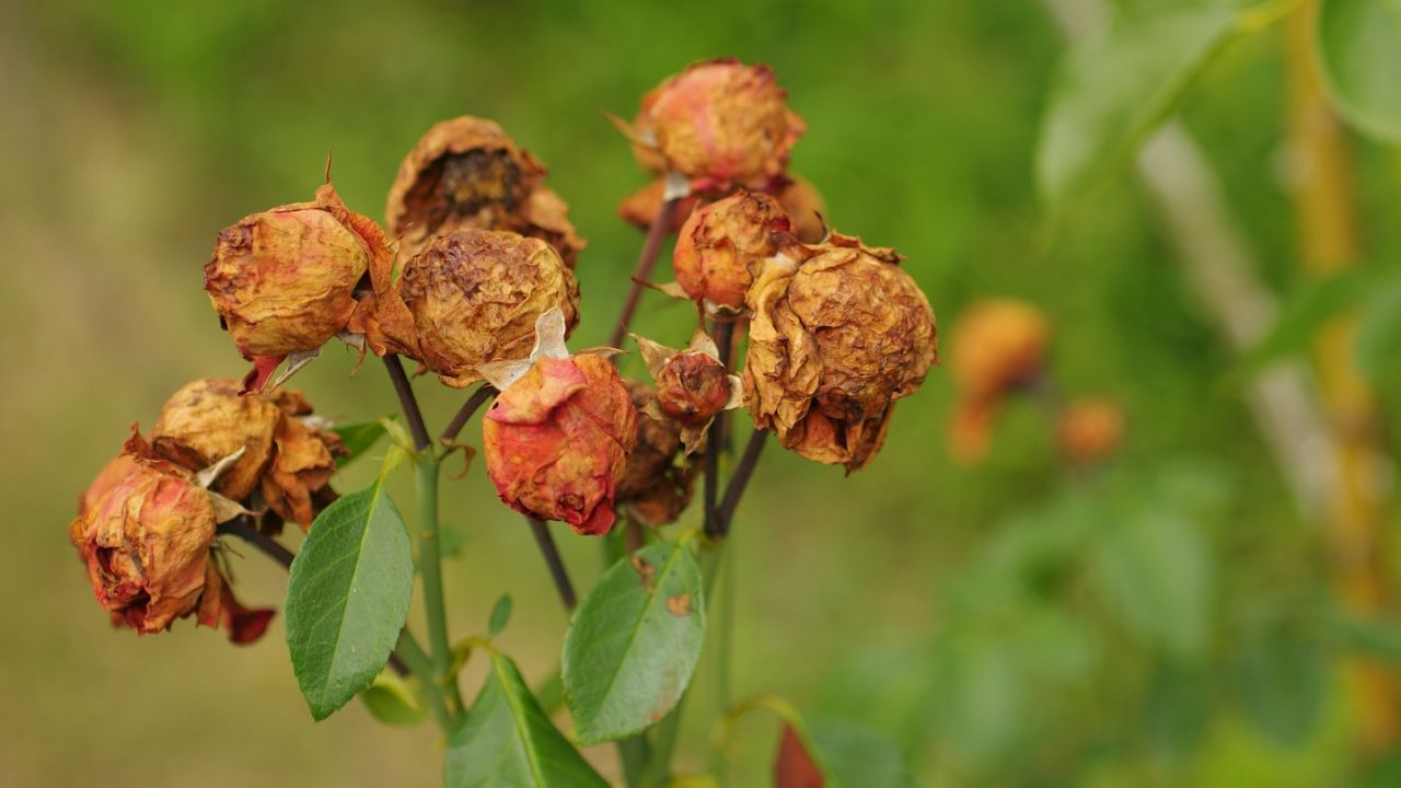 Maladies des rosiers