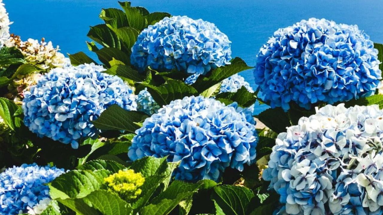 Planter un hortensia