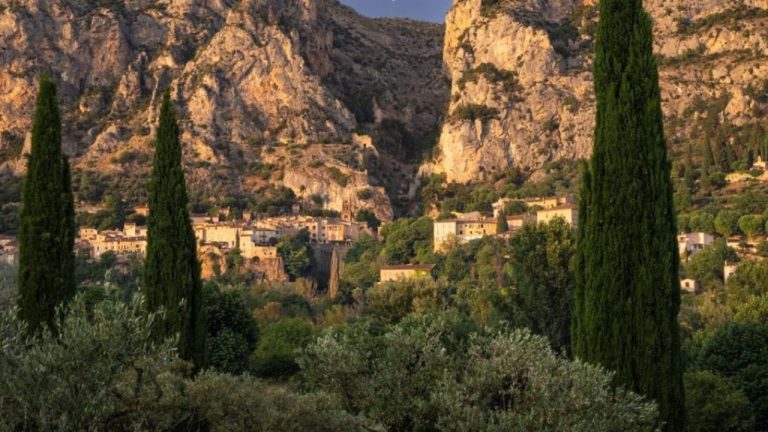 Cyprès de Provence