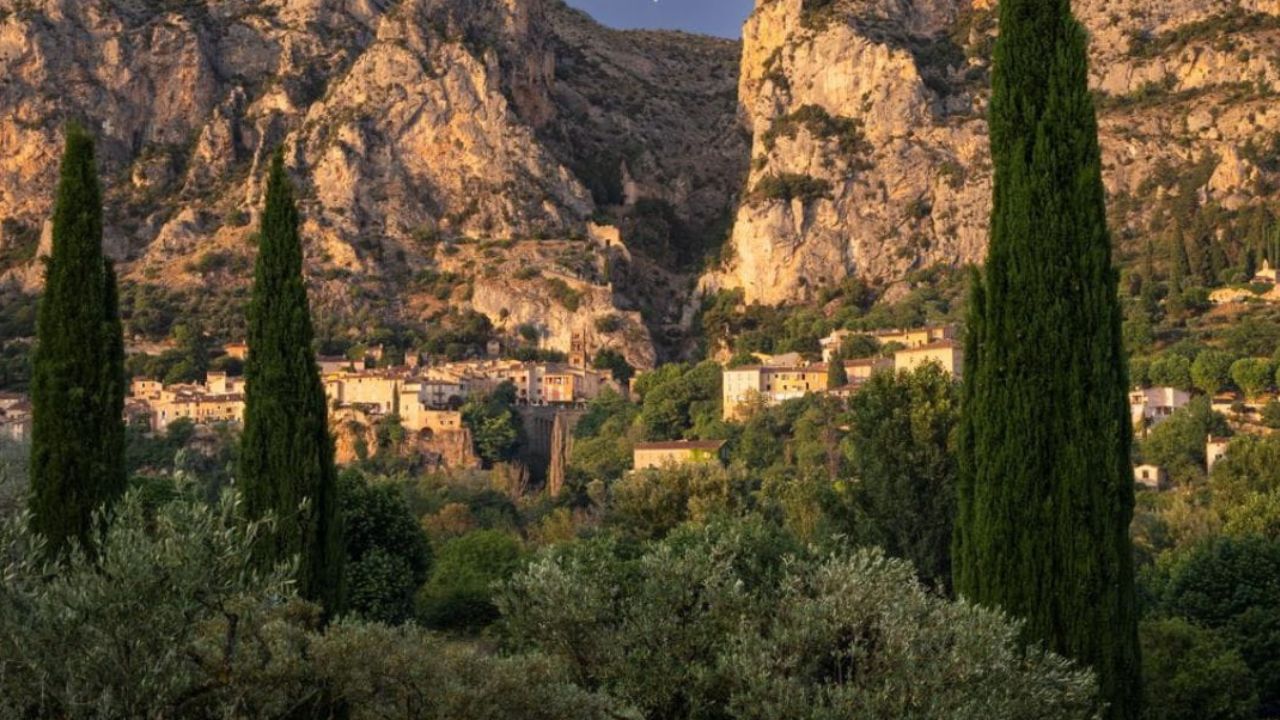 Cyprès de Provence