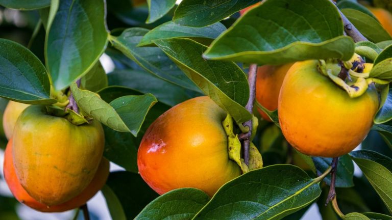 Persimmon
