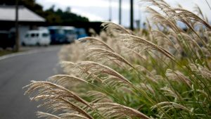 Miscanthus