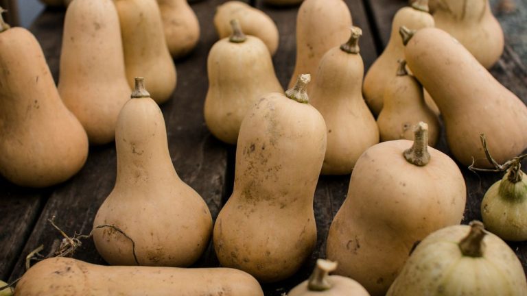 Butternut