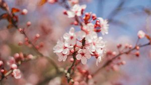 Tailler prunus