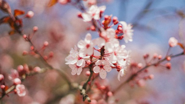 Tailler prunus