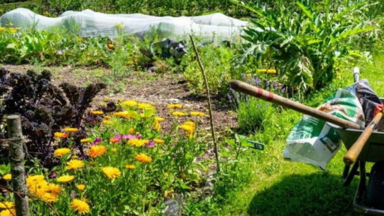 ShockGarden.com