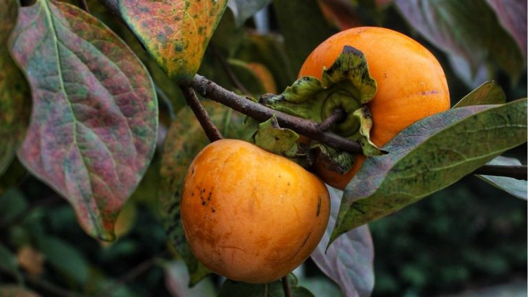 Persimmon et kaki