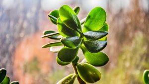 Money Tree Crassula