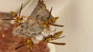 Nid de guêpes sous une toiture