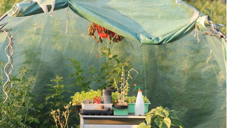 Fabriquer un toit pour protéger ses tomates