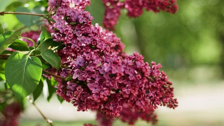 Lilas du Japon