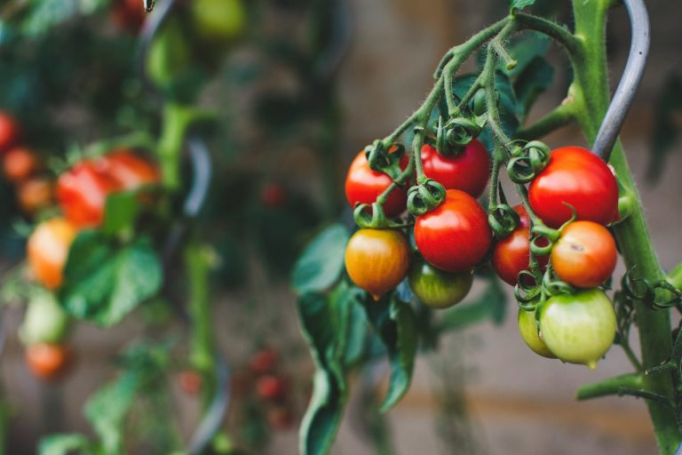 La bouillie bordelaise pour 5 litres sur les tomates
