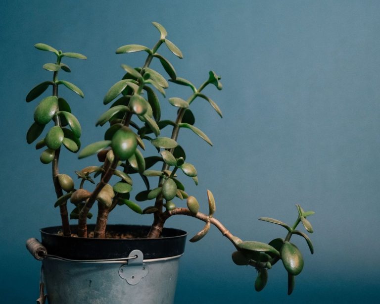 Arbre de Jade