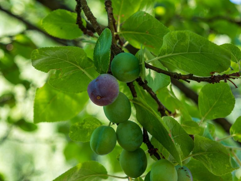 Prune sauvage
