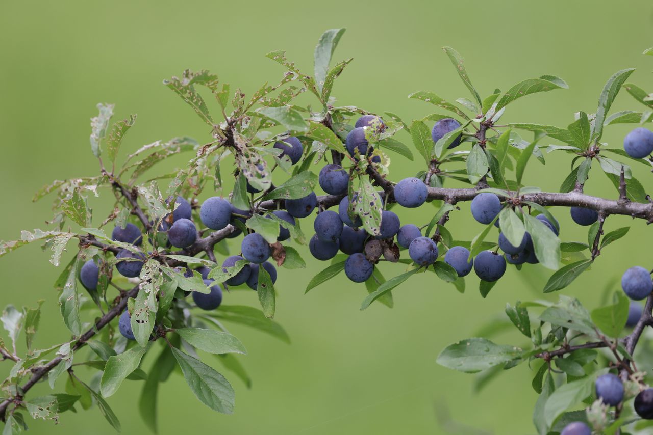 La prunelle sauvage