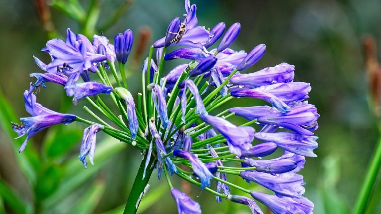 Taille des agapanthes