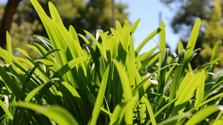 Couper les feuilles des agapanthes