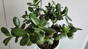 Arbre de jade malade