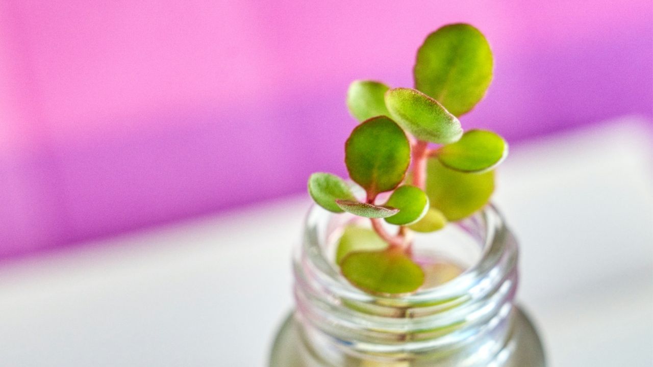 Bouture de plante grasse dans l’eau