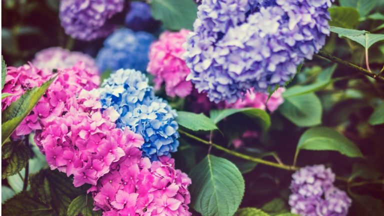 Planter un hortensia
