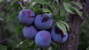 Différence entre prune et mirabelle