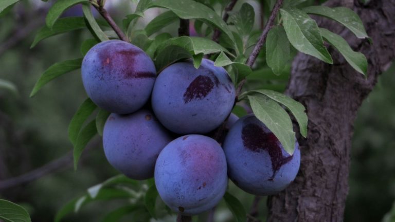 Différence entre prune et mirabelle