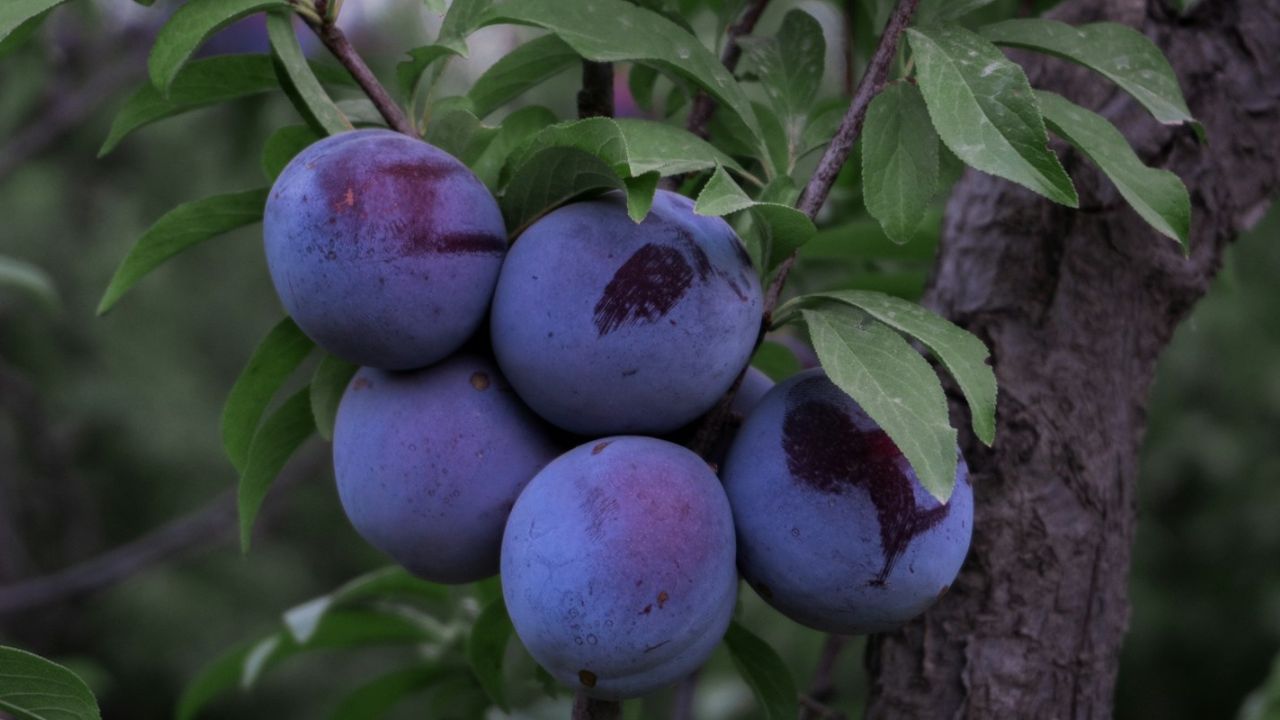 Différence entre prune et mirabelle