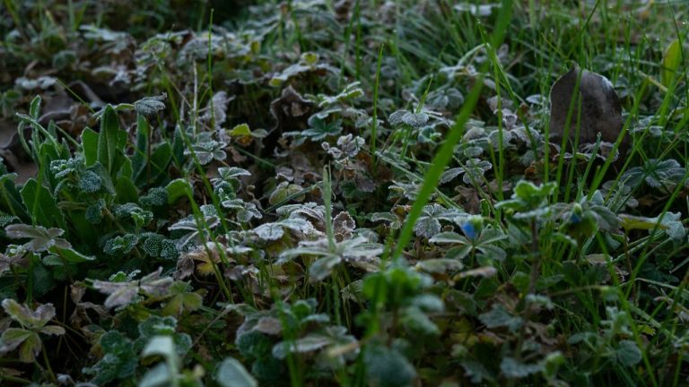 Mauvaises herbes dans le jardin