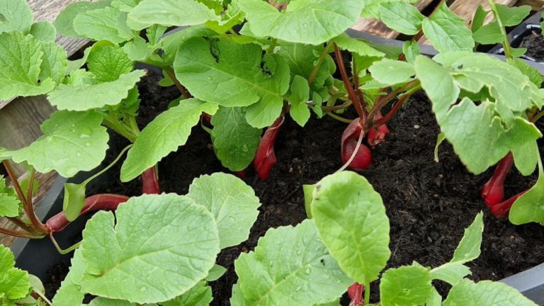 Planter des radis