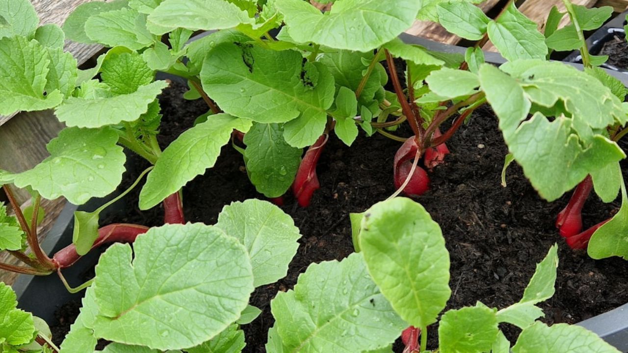 Planter des radis