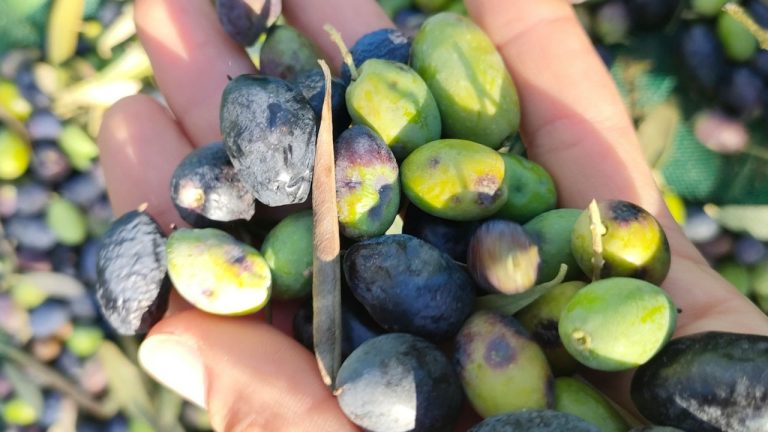 Récolter les olives