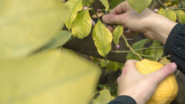 Tailler un citronnier