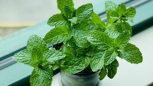 Bouture de menthe