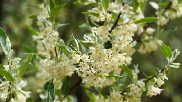 Floraison de l’olivier