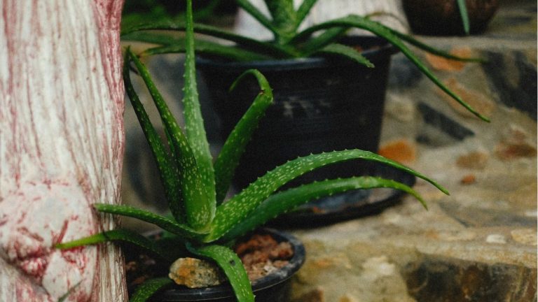 Rempoter un aloe vera