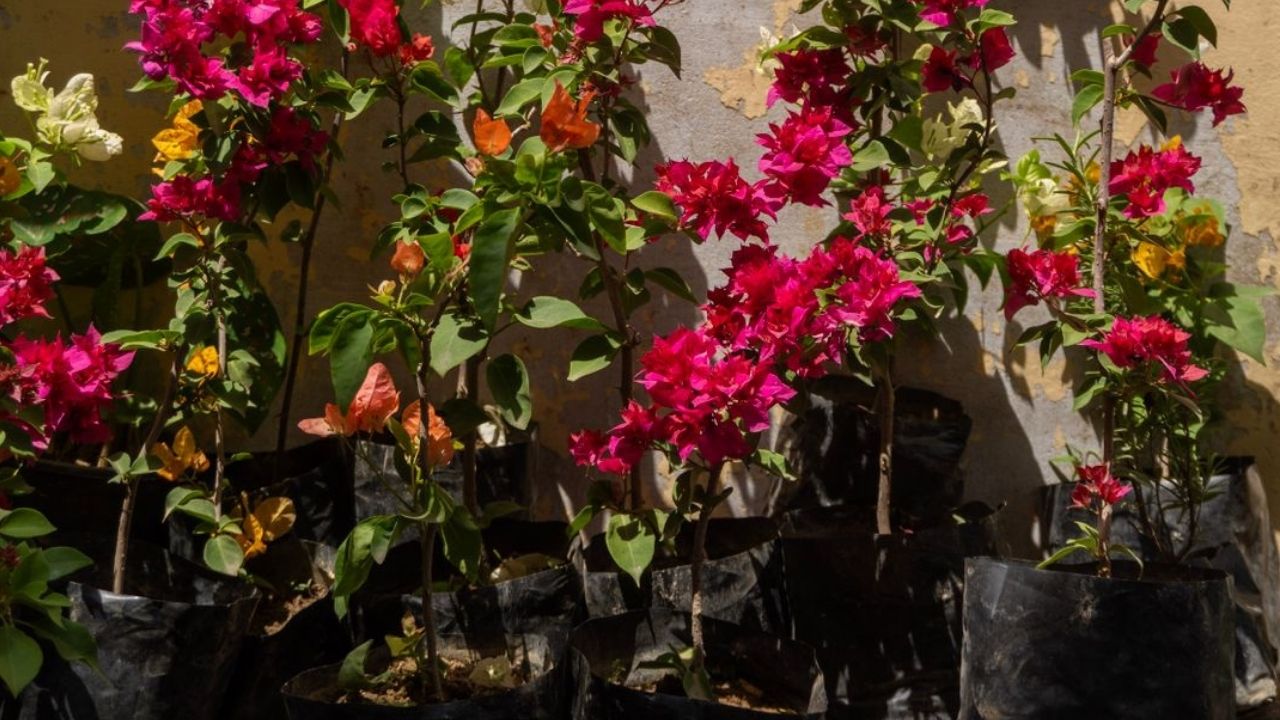 Faire revivre un bougainvillier