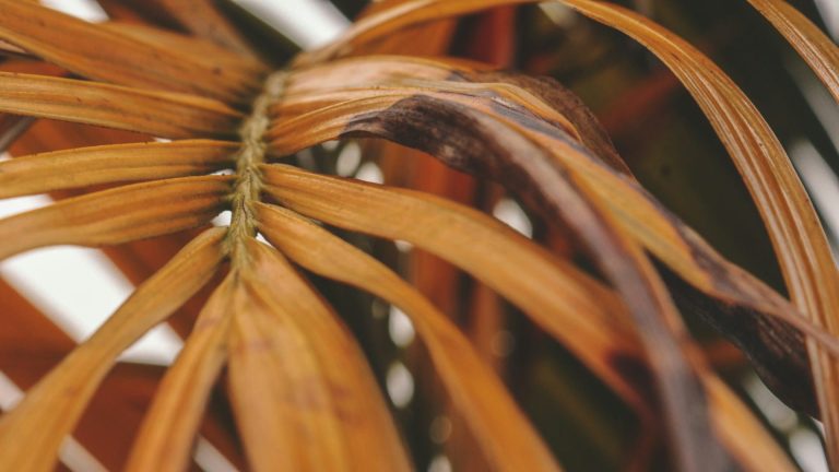 Feuilles du palmier deviennent marron